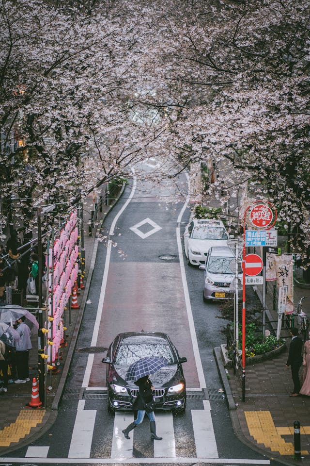 Cherry-Blossom-Season