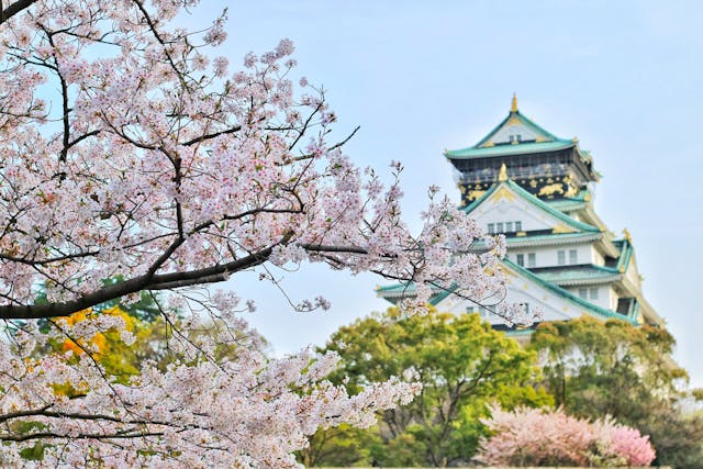 Cherry-Blossom-Season