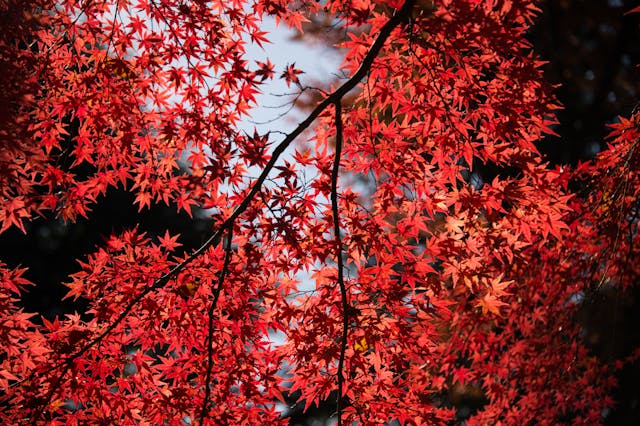 japan-travel-packages