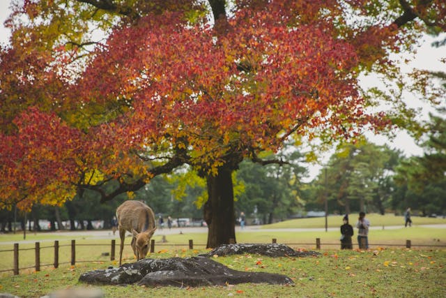 most-scenic-places-in-japan