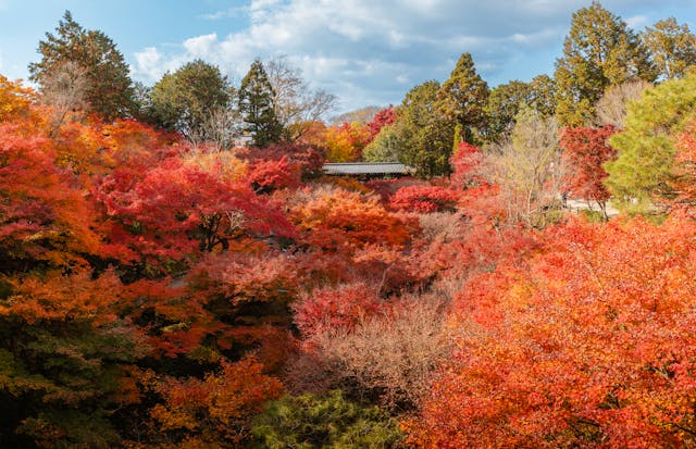 japan-3-days-tour-package